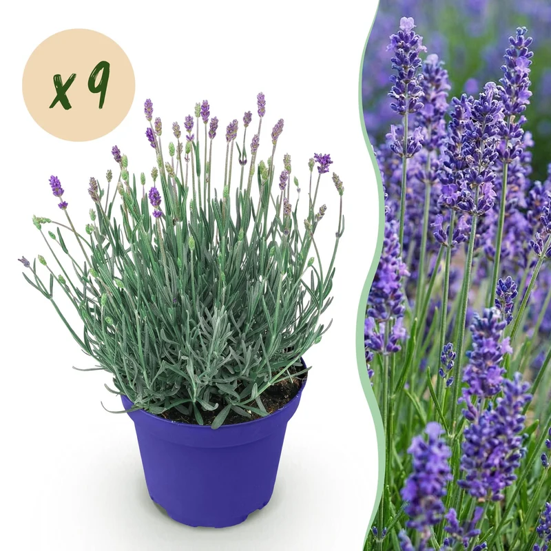 4x Lavandula angustifolia Hidcote