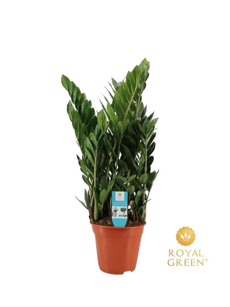 Zamioculcas