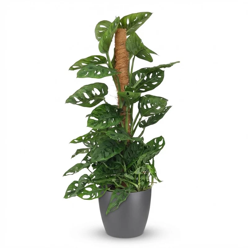 Monkey Mask (Monstera Adansonii Mosstok)