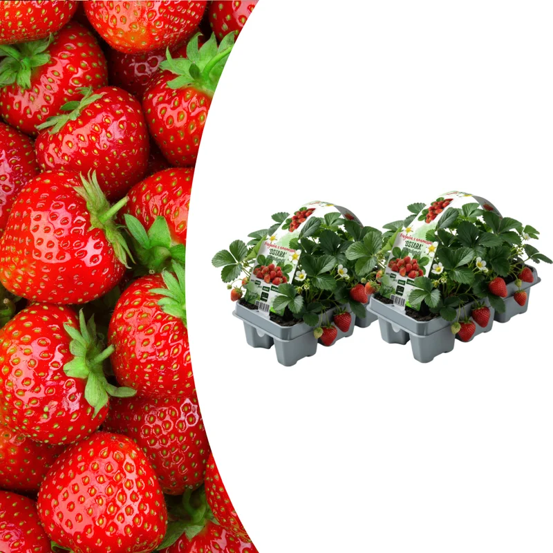 Aardbeien Set van 6 (Fragaria) 100% biologisch 2x