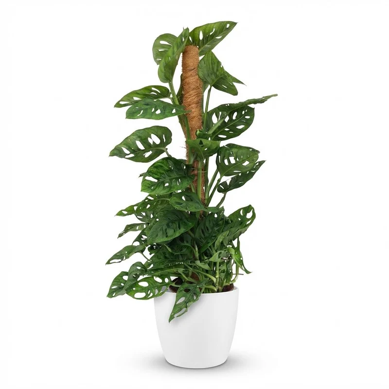 Monkey Mask (Monstera Adansonii Mosstok) met witte pot
