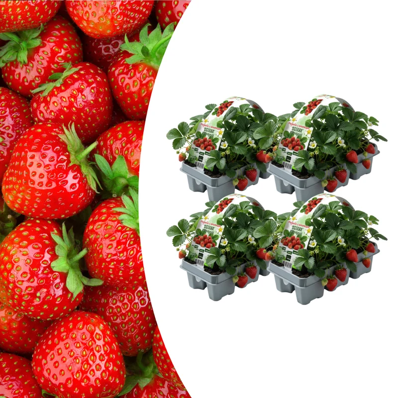 Aardbeien Set van 6 (Fragaria) 100% biologisch 4x