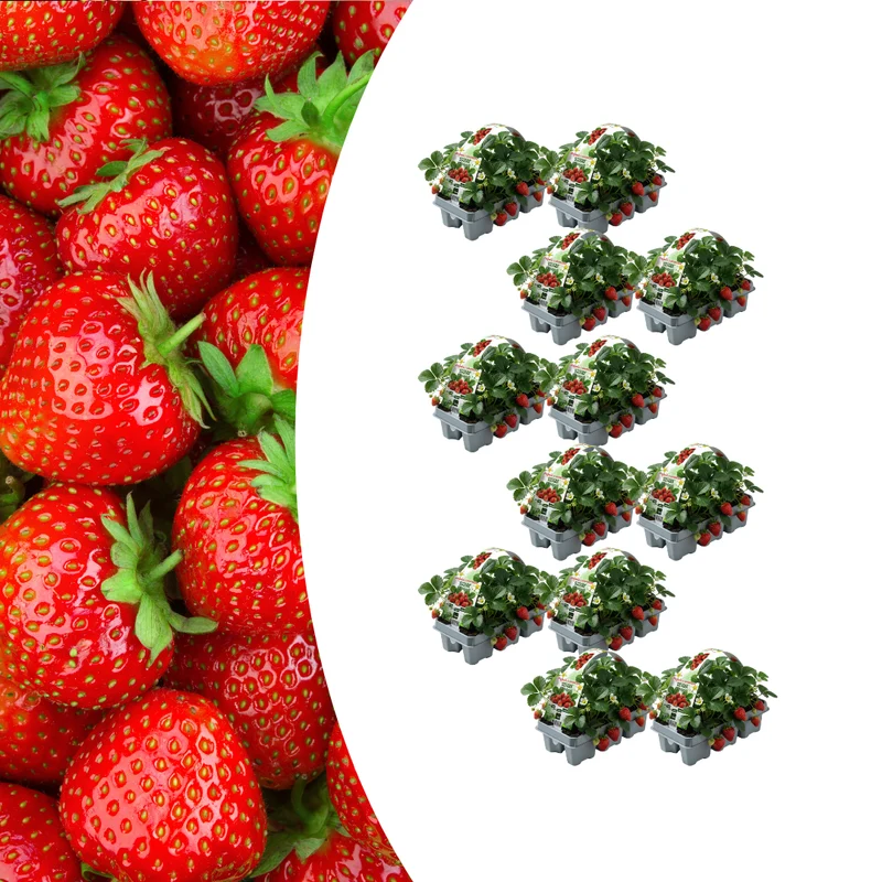 Aardbeien Set van 6 (Fragaria) 100% biologisch 12x