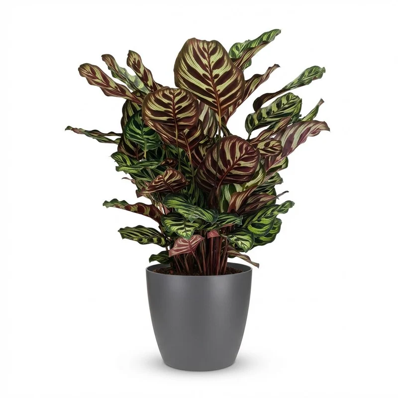 Pauwenplant (Calathea Makoyana) met grijze pot