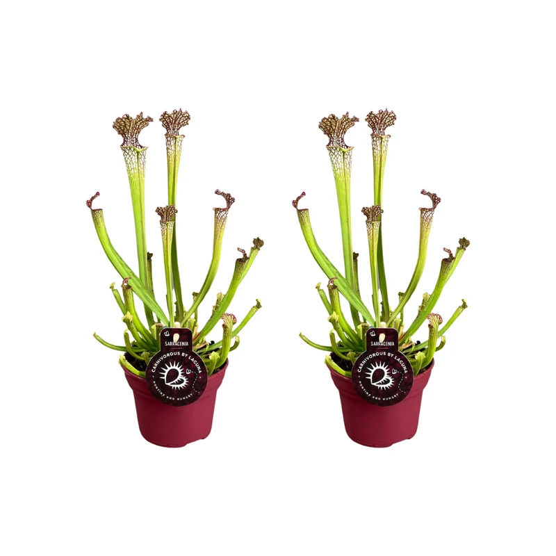 Sarracenia Farnhamii - 2 stuks