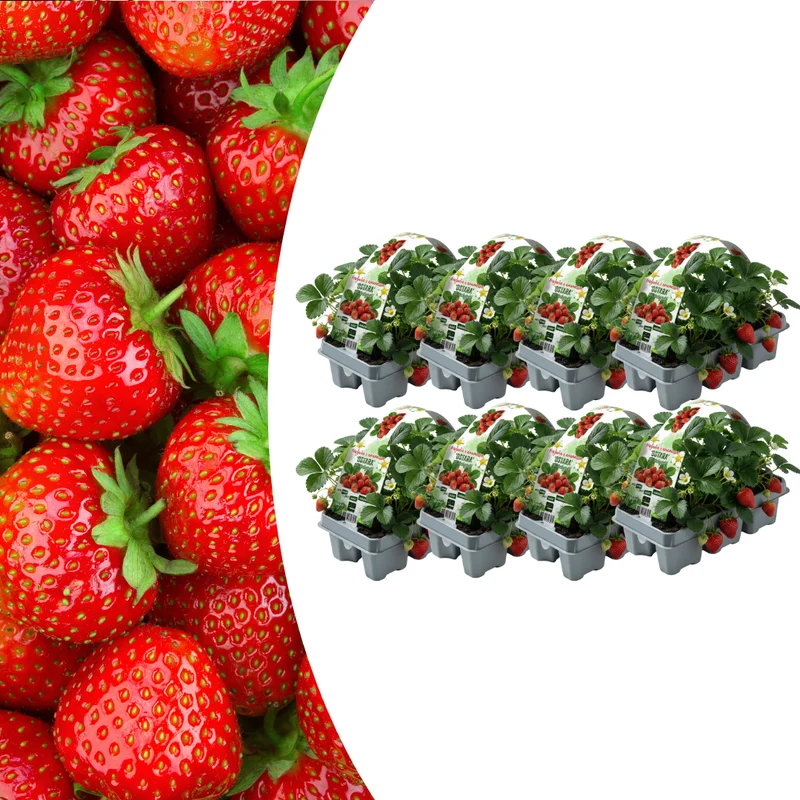 Aardbeien Set van 6 (Fragaria) 100% biologisch 8x
