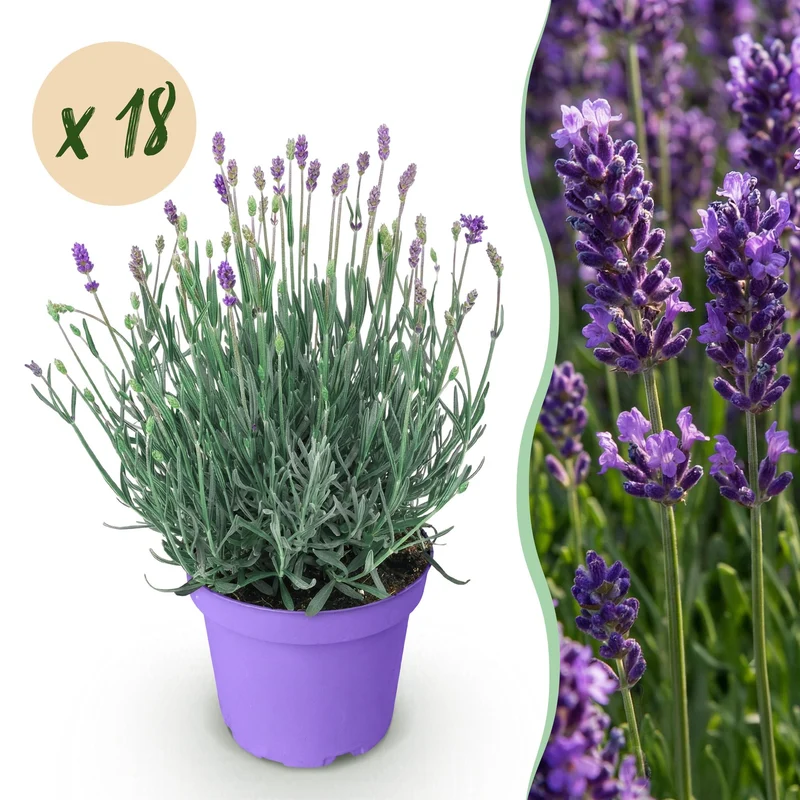 18x Lavandula angustifolia Munstead