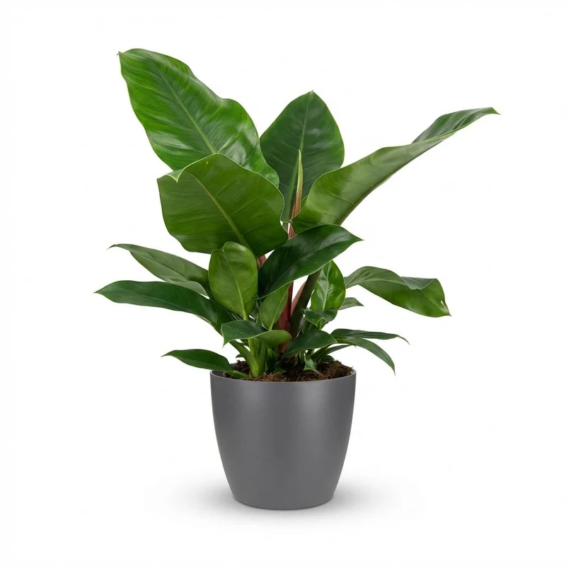 Philodendron Imperial Green met grijze pot