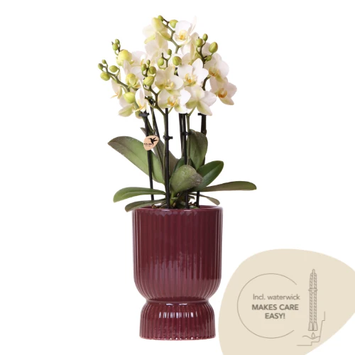 Witte Lausanne orchidee + rode Diabolo sierpot