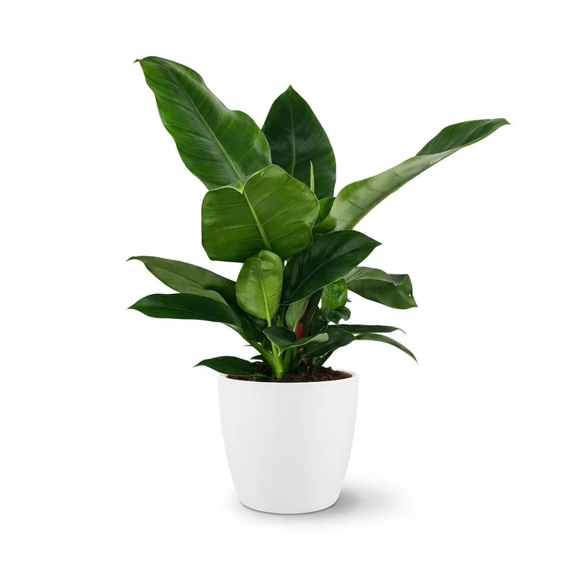 Philodendron Imperial Green met witte pot