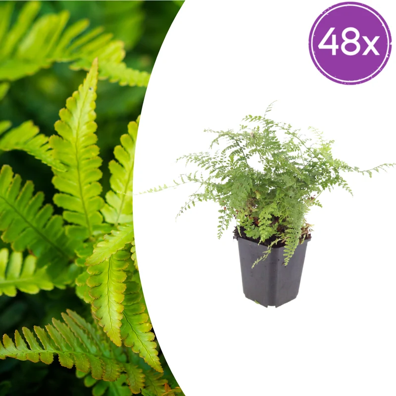 48x Polystichum set. 'Herrenhausen'