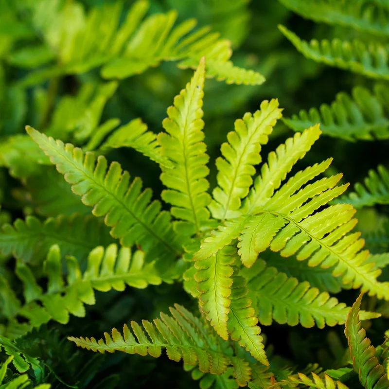 12x Polystichum set. 'Herrenhausen'