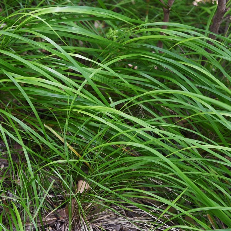 24x Carex morrowii