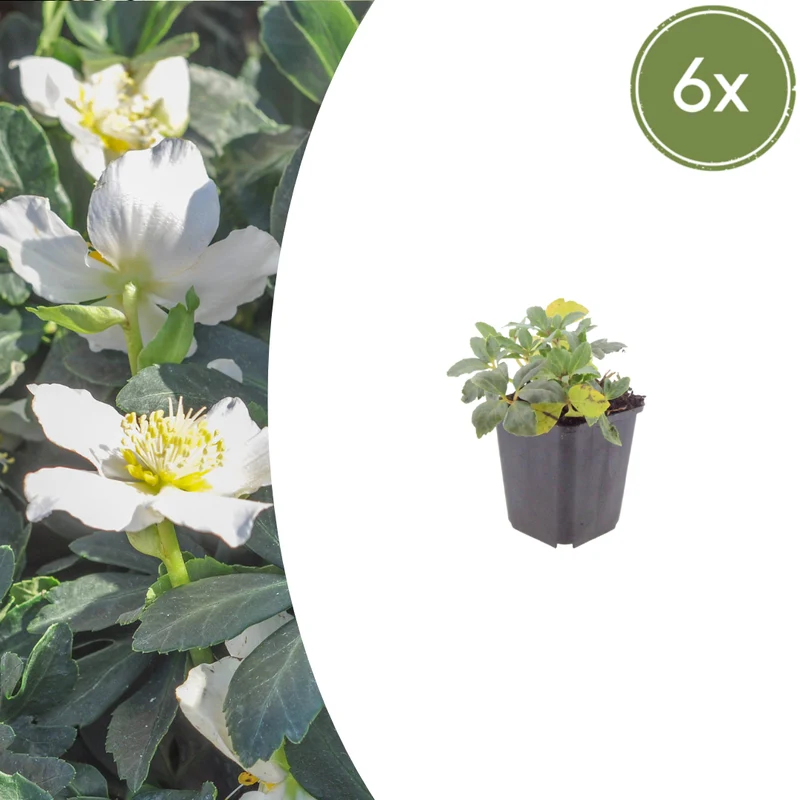6x Helleborus niger
