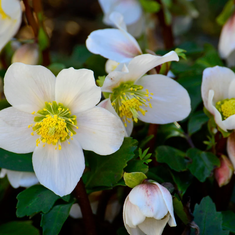60x Helleborus orientalis