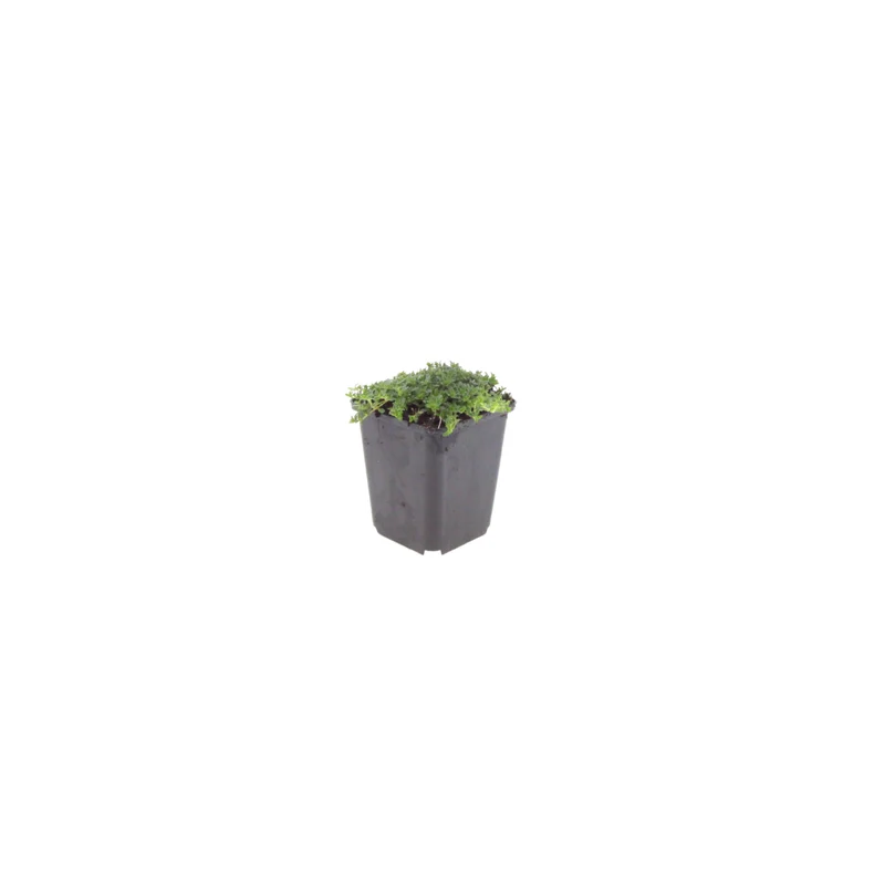 12x Thymus praecox 'Albiflorus'