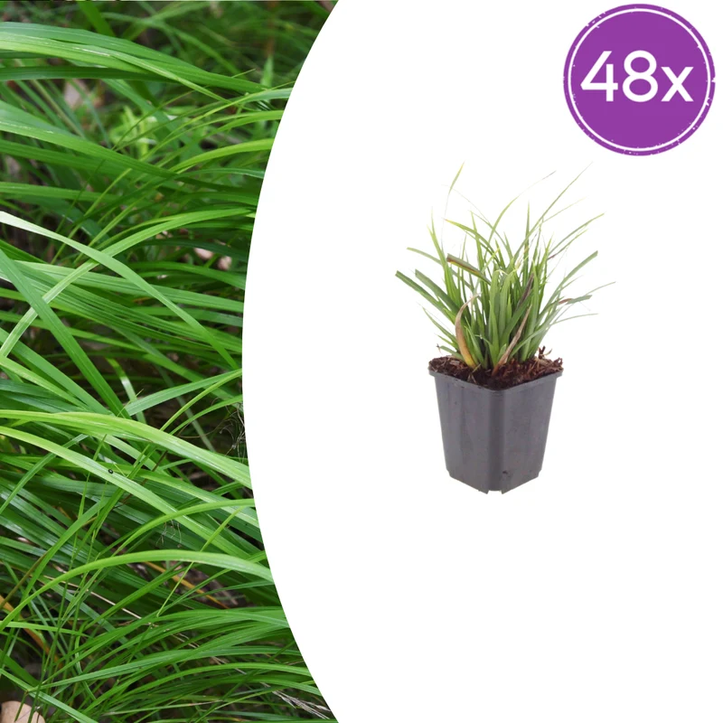 48x Carex morrowii