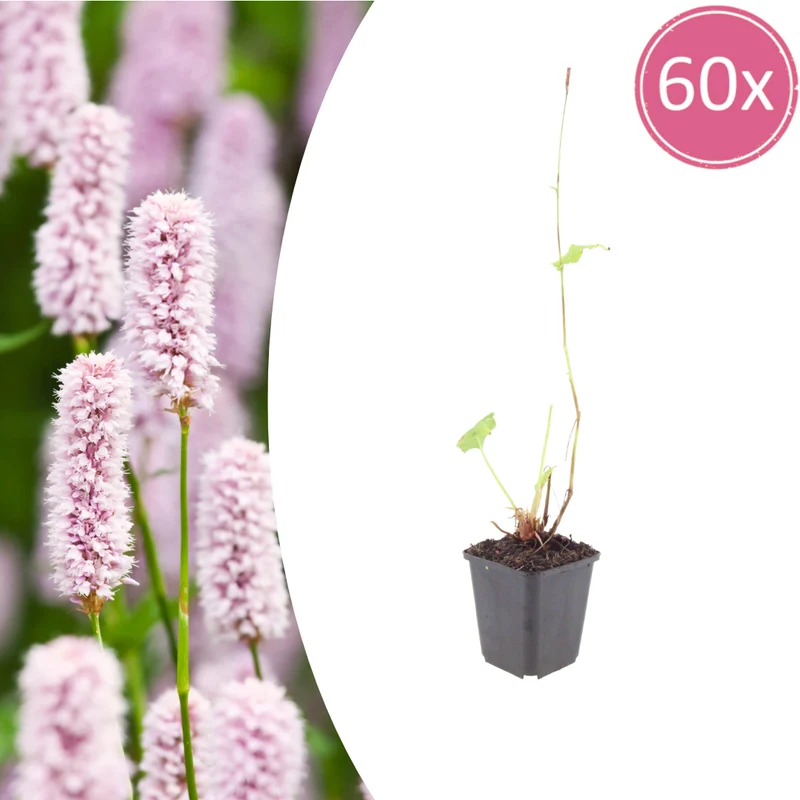 60x Persicaria bistorta