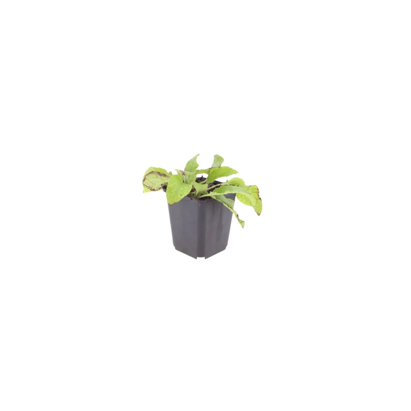 48x Symphytum grand. 'Wisley Blue'