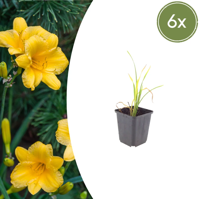 6x Hemerocallis 'Stella de Oro'