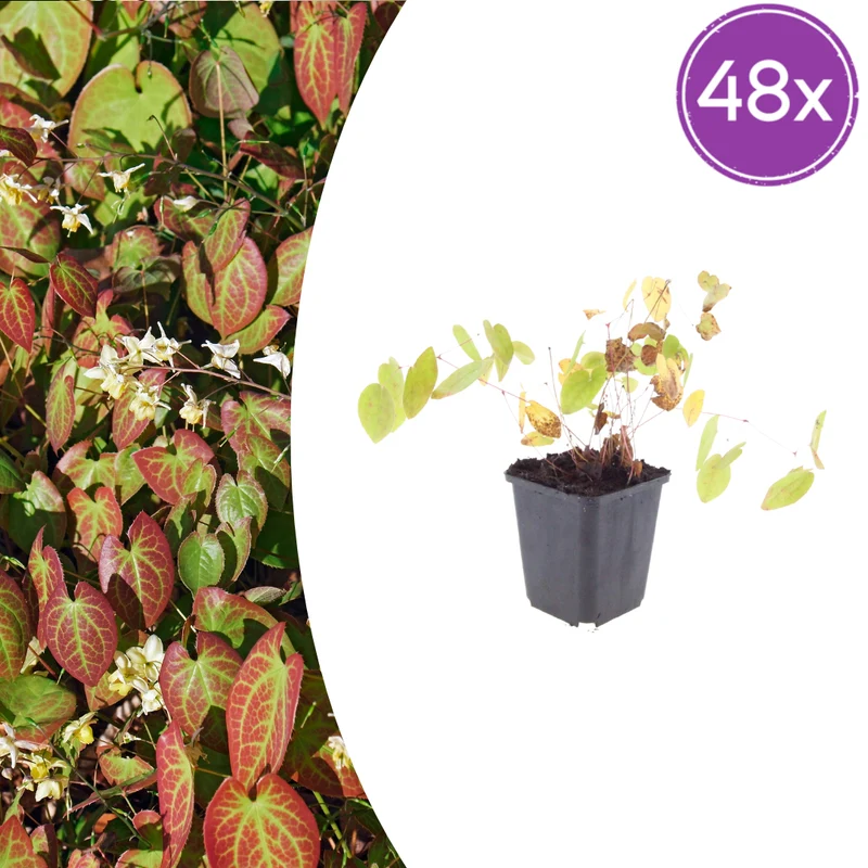 48x Epimedium y. 'Niveum'