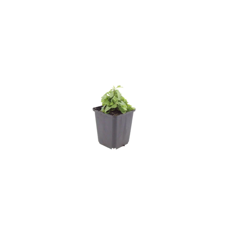 6x Erigeron karvinskianus