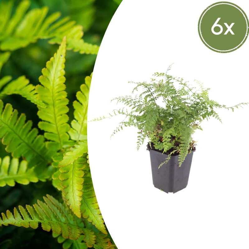 6x Polystichum set. 'Herrenhausen'
