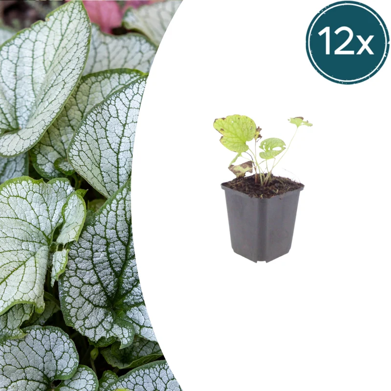 12x Brunnera macr. 'Jack Frost'