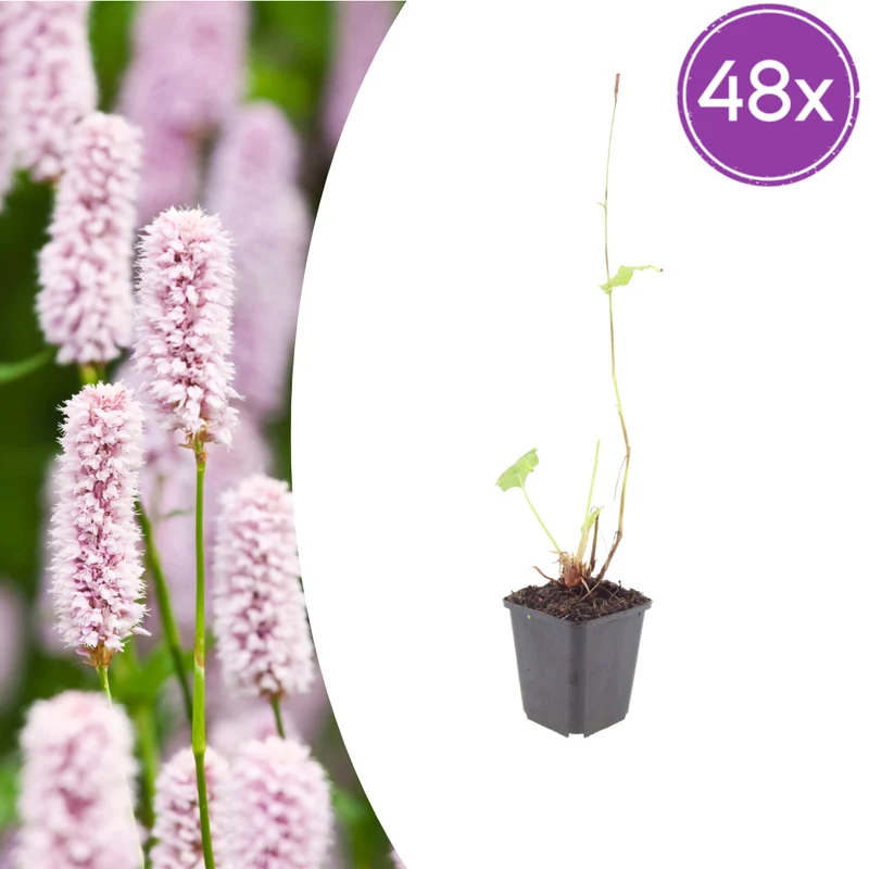48x Persicaria bistorta