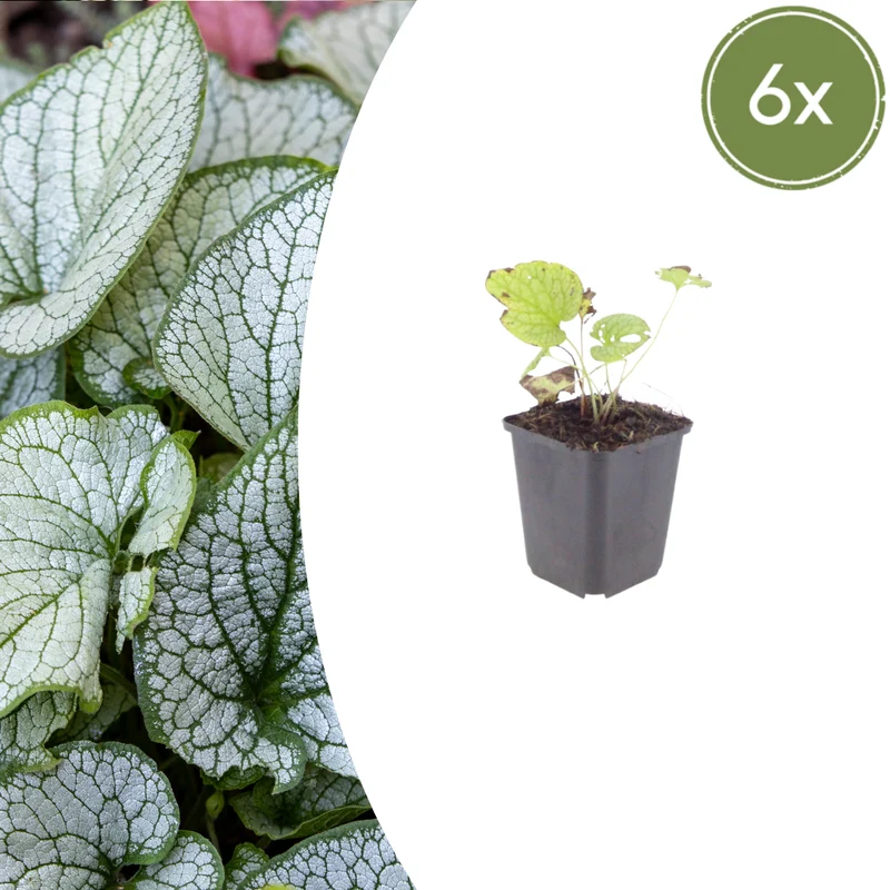 6x Brunnera macr. 'Jack Frost'