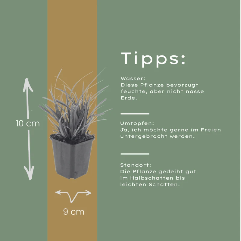 6x Carex morrowii