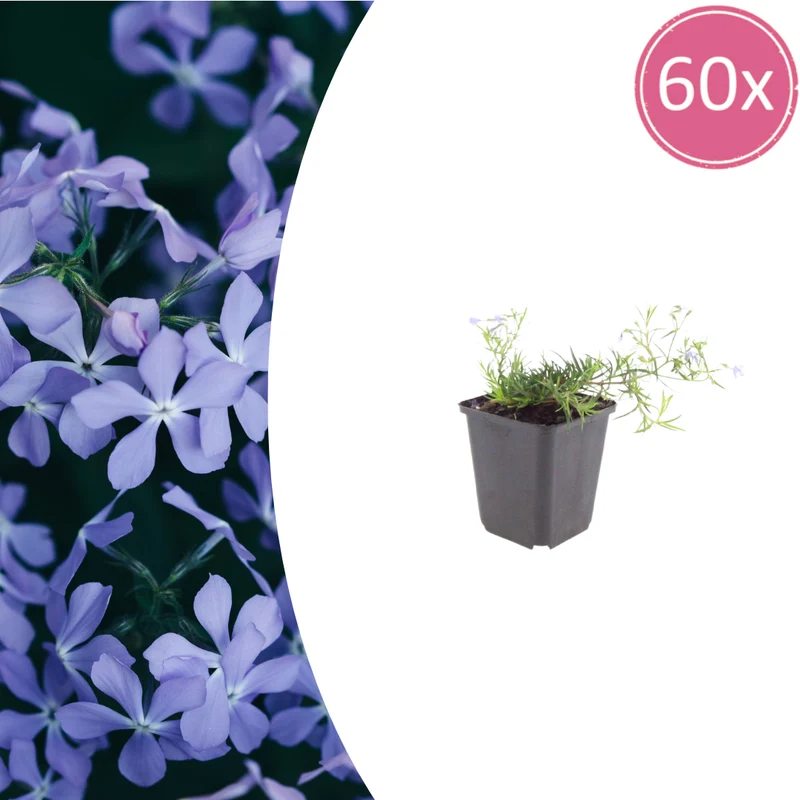 60x Phlox (S) 'Emerald Cushion Blue'