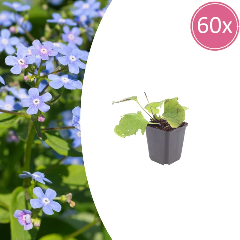 60x Brunnera macrophylla