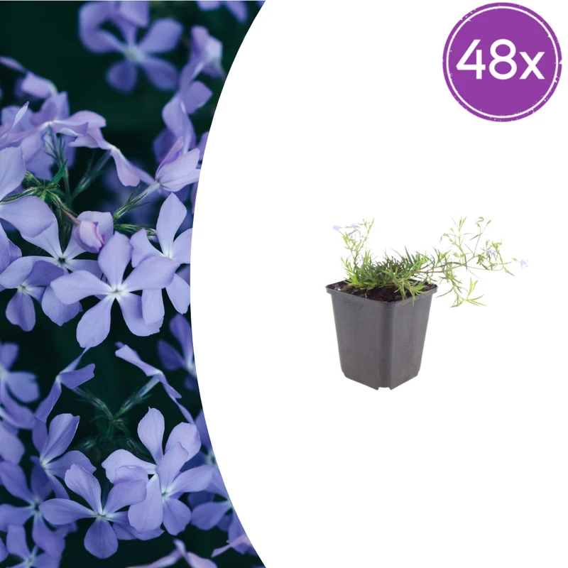 48x Phlox (S) 'Emerald Cushion Blue'
