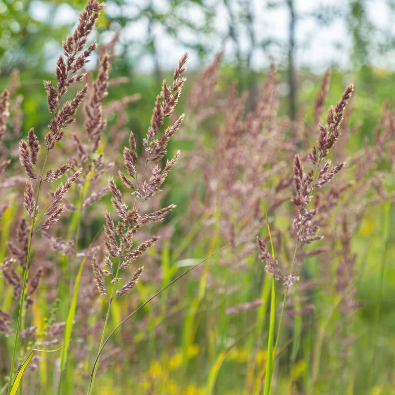 60x Calamagrostis brachytricha