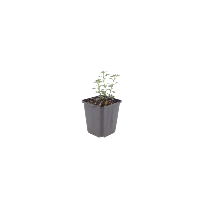 24x Teucrium lucidrys