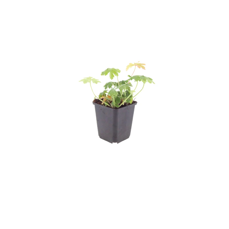 6x Geranium macr. 'Bevan's Variety'
