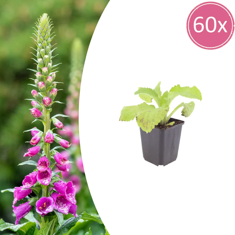 60x Digitalis purpurea
