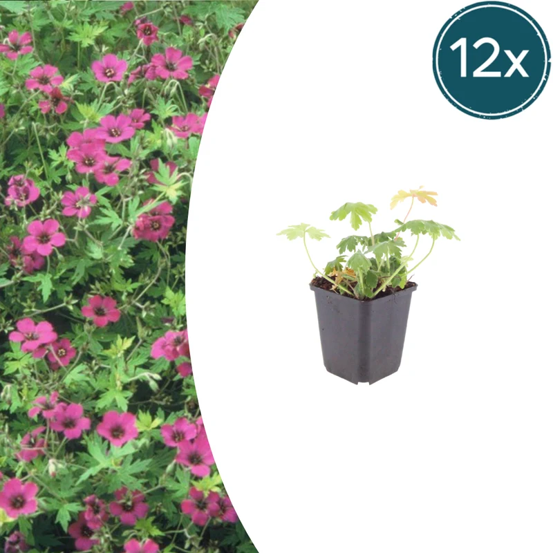 12x Geranium macr. 'Bevan's Variety'