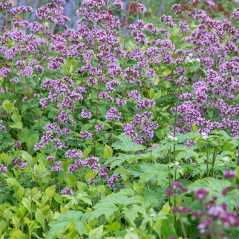 12x Origanum laevigatum 'Herrenhausen'