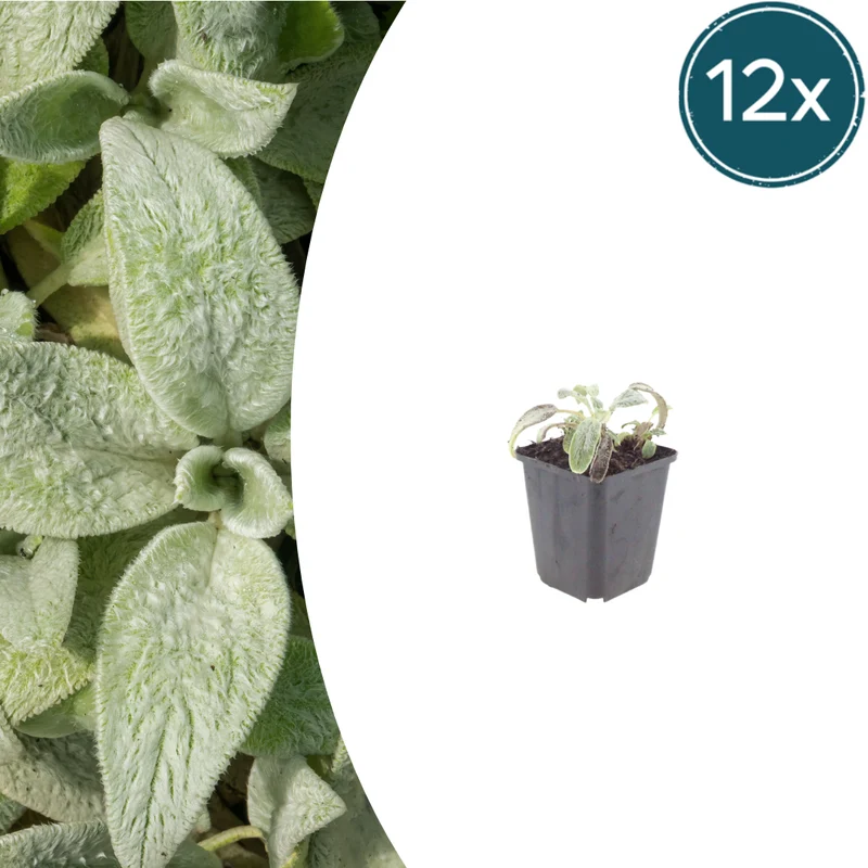 12x Stachys byzantina 'Silver Carpet'