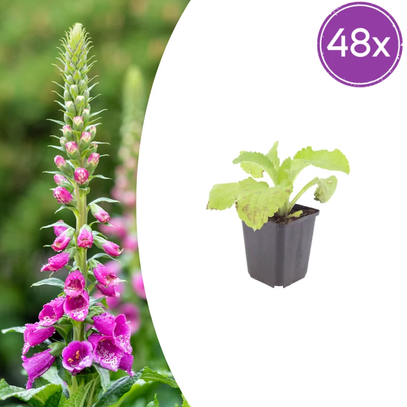 48x Digitalis purpurea