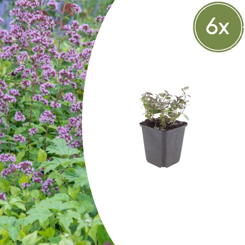 6x Origanum laevigatum 'Herrenhausen'