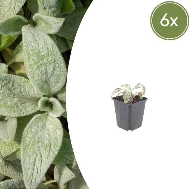 6x Stachys byzantina 'Silver Carpet'