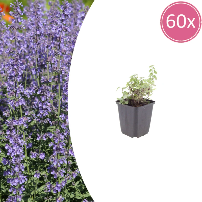 60x Nepeta 'Grol'