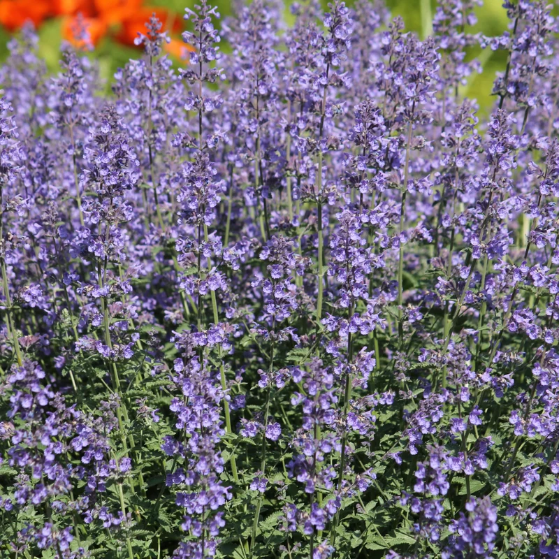 48x Nepeta 'Grol'