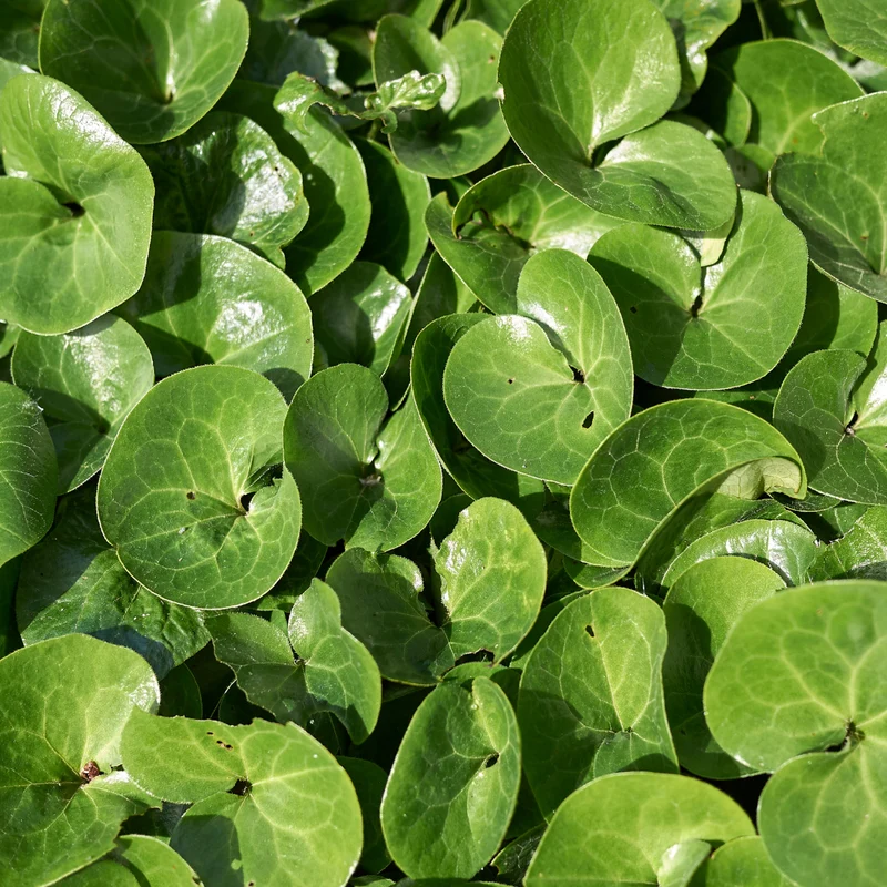 12x Asarum europaeum