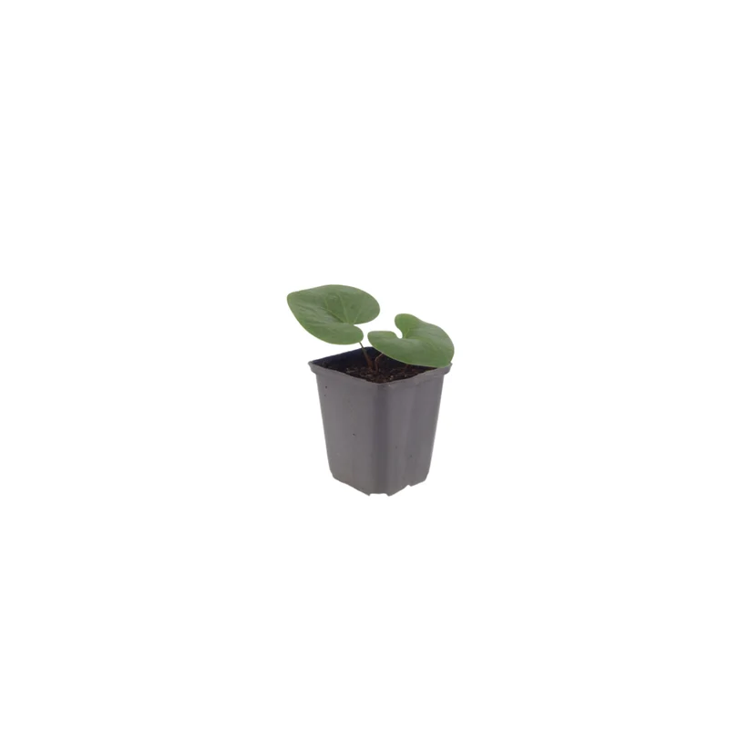 6x Asarum europaeum