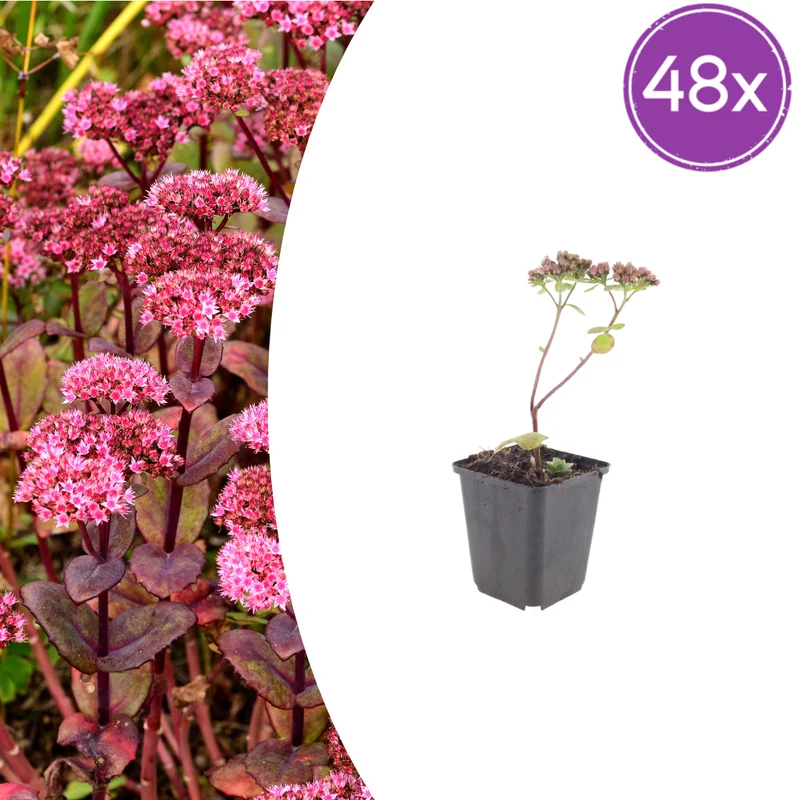 48x Sedum 'Matrona'