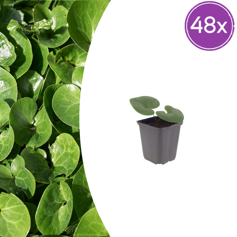 48x Asarum europaeum